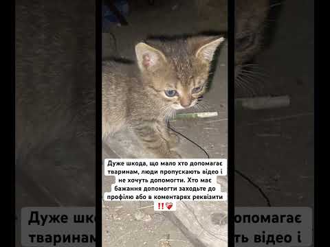 Рятування ❤️🩹🥺 #україна #українськийконтент #блогеры #суми #животные #котики #собачки #ютубканал