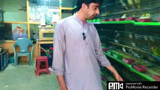 Quetta kasi road birds market ma birds ki price daykay or bahot monaseeb rigt pay miltay ha screenshot 1