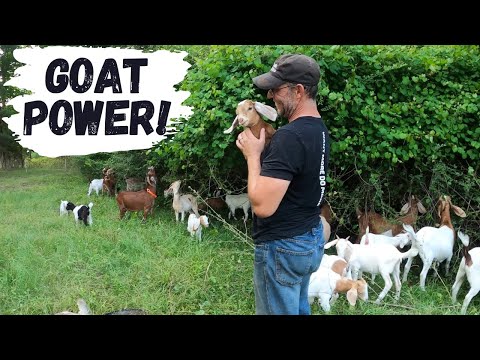 Video: Ožkų naudojimas valymui: patarimai, kaip auginti ožkas piktžolėms naikinti