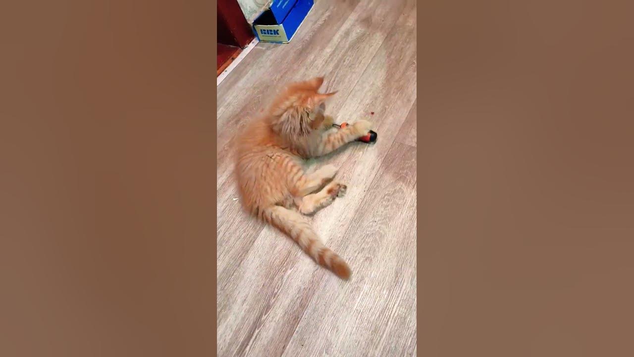 Кот Бандит - YouTube