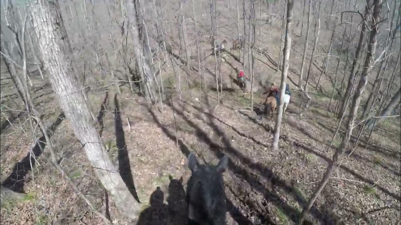 Downhill on a steep slope with Bo & Bud from Hodges Horse Park in