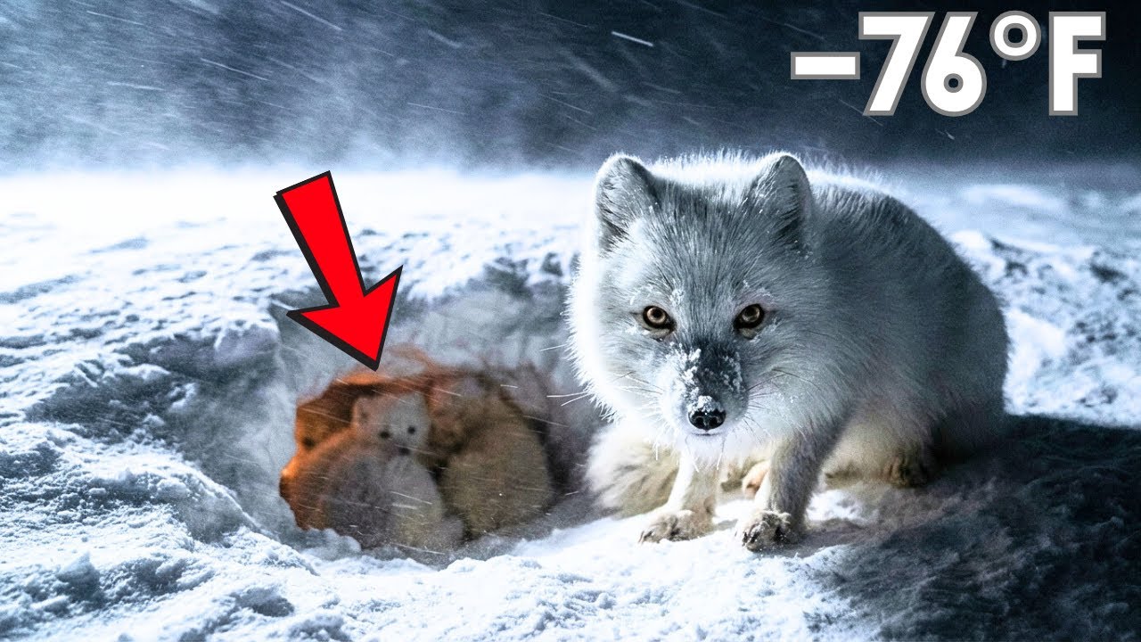 –76°F Blizzard Survival: The Arctic Fox Den Where a Mother Won’t Let Her Kits Freeze