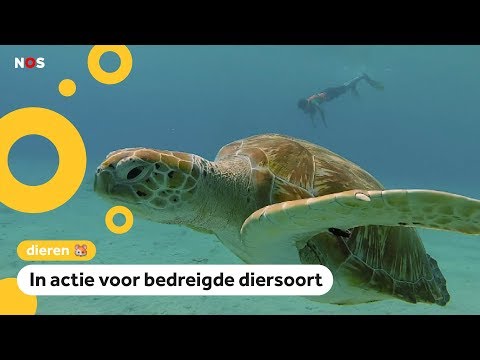 Video: Bedreigde Schildpaddenbabyboom In Filipijnen