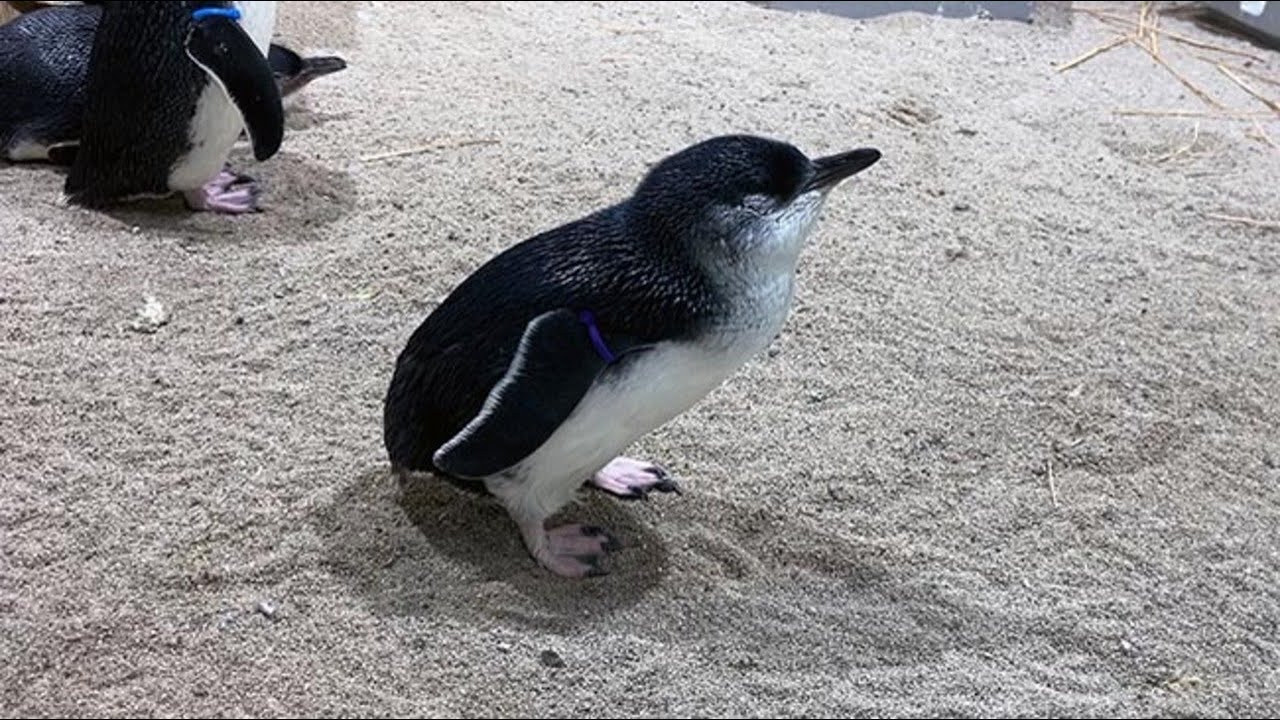 dekocyann 様　ご確認用　ペンギン親子と氷の舞台　泳ぐペンギン dekocyann 様 ご確認用 ペンギン親子と氷の舞台 泳ぐペンギン