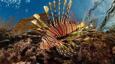 Mediterranean Sea Battles Unstoppable Lionfish