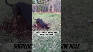 Sherlock dug a massive hole in the backyard #bloodhound #dog #hound #puppy #cute