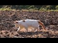 あなほりしろ Cat digging 200326