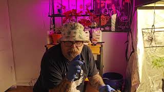 Grow weed easy at home!!! Let's trim some nugz & chat.....share, share, share!! 🪴 🪴 🪴