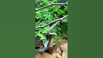 Tour of plants in chameleon cage