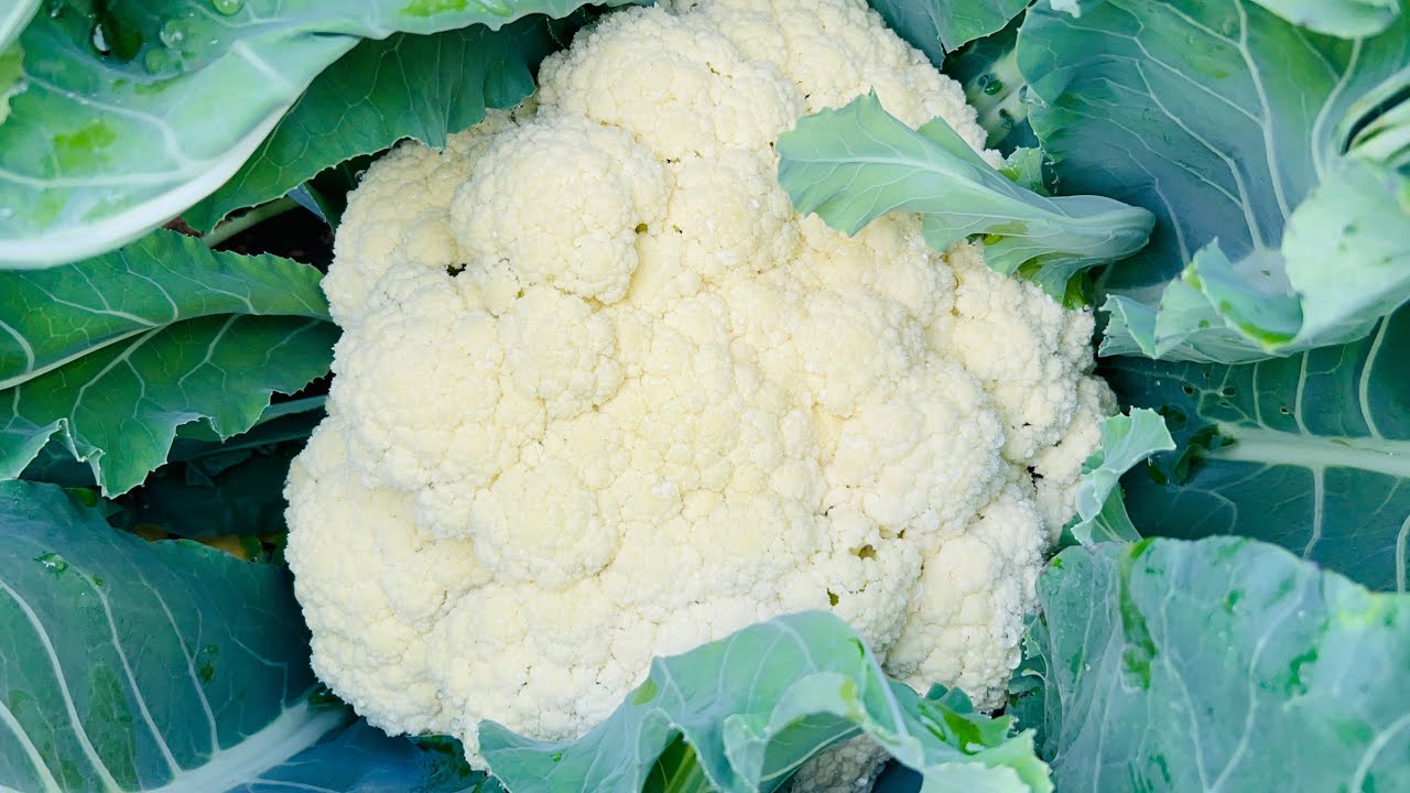 Backyard garden vegetables are ready to harvest for coming Chinese New Year 🧧 