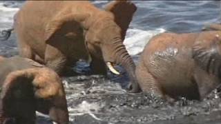 Bad year for elephants as ivory confiscation soars