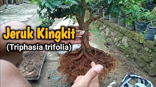Bonsai Jeruk Kingkit (Triphasia Trifolia Bonsai) | unboxing giveaway dari Taman Bonsai