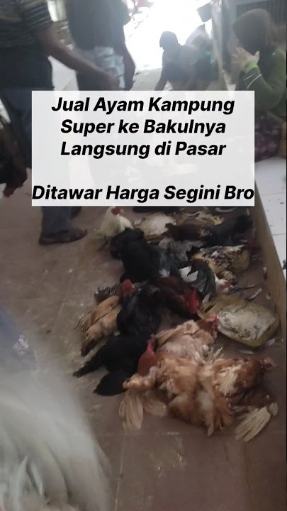 Today's Price of Joper Chicken at Sragen Market, Trader Offers This Much #shorts