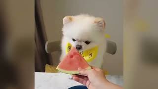 Very Cute Pomeranian Puppies Videos Compilation 2023  Cutest and Funny Dogs Videos