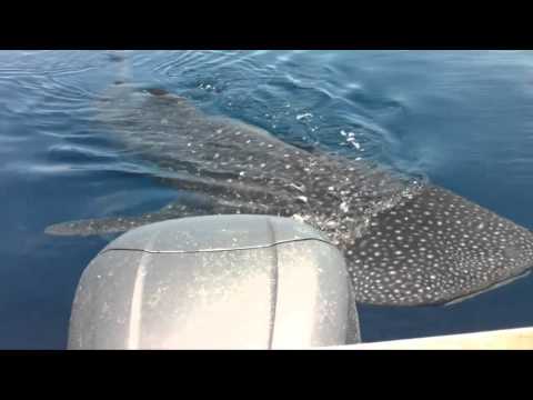 Whale shark caught on camera off Townsville