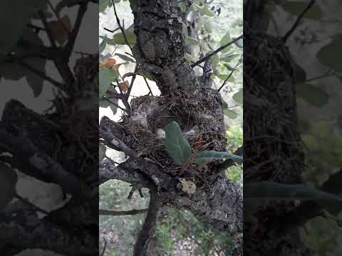 بيض طائر خاطف الدباب المرقط