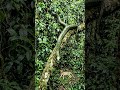 Stalking From Above Anaconda & Cheetah! #animals #anaconda #stalks #cheetah