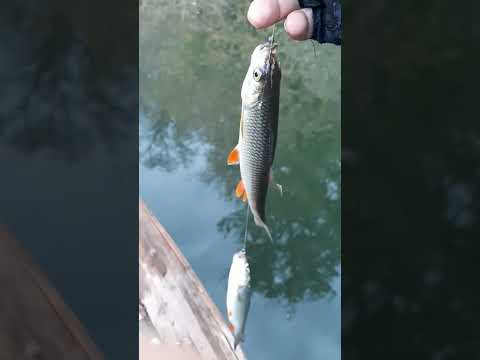 Мормышинг осенью, на две мормышки.