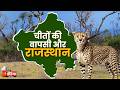 चीतों की वापसी से बदला भारत का पारिस्थितिक नक्शा, क्या Rajasthan बनेगा भारत का अगला चीता हब ?