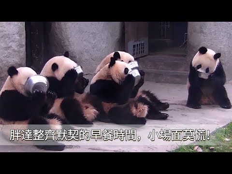 《熊貓早晚安》胖達整齊默契的早餐時間，小場面莫慌！ | iPanda