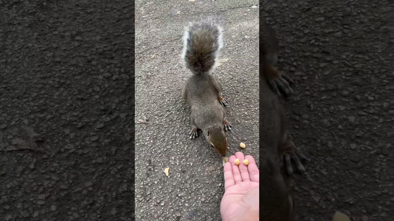 Friendly Squirrel eating from hand 