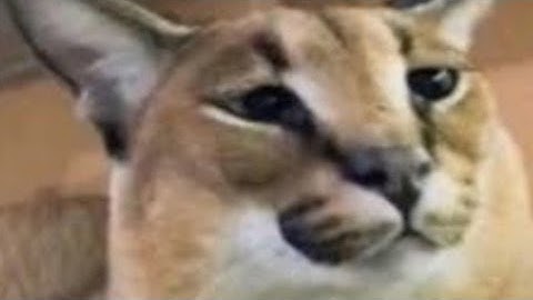 What happens when you buy the mysterious Orb in raise a floppa