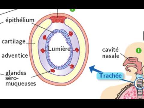 Vidéo: Les bronchioles ont-elles des anneaux cartilagineux ?