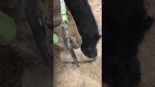 How to cut a Donkeys nails.