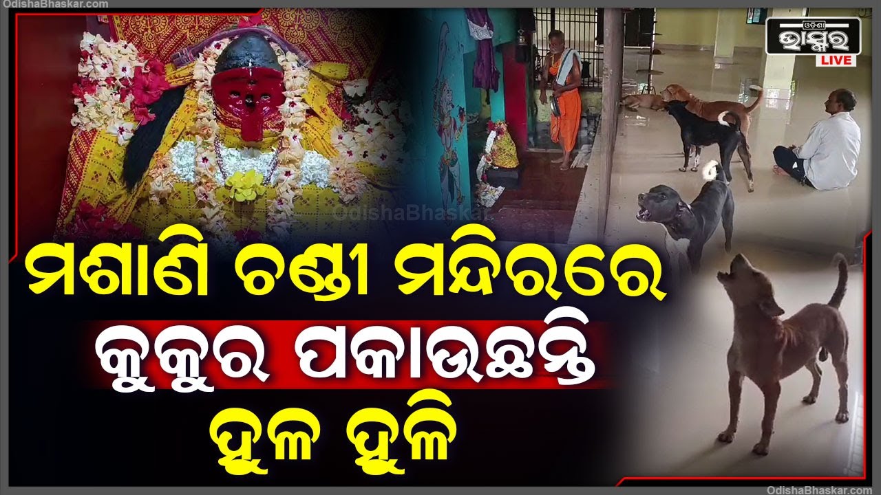 ଆଶ୍ଚର୍ଯ୍ୟ ହେଲେ ବି ସତ !ମା ମଶାଣି ଚଣ୍ଡୀଙ୍କ ନିକଟରେ ଘଣ୍ଟ ବାଜିବା ମାତ୍ରେ କୁକୁର ପକାନ୍ତି ହୁଳହୁଳି