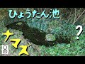 ナマズの稚魚を放して4カ月後、ひょうたん池の水を抜いてみると…?