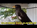 jalak kebo apapun langsung emosi kalau dengar suara jalak kebo ini pancingan jalak agar agar nyaut