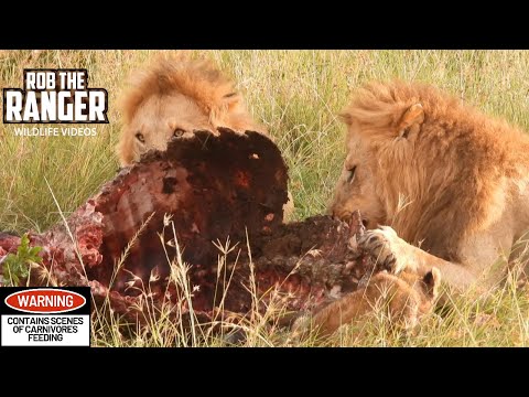 Lions Feast On a Buffalo | Maasai Mara Safari | Zebra Plains @robtheranger