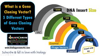 What is a Gene Cloning Vector? 5 Different Types of Gene Cloning Vectors and its Features