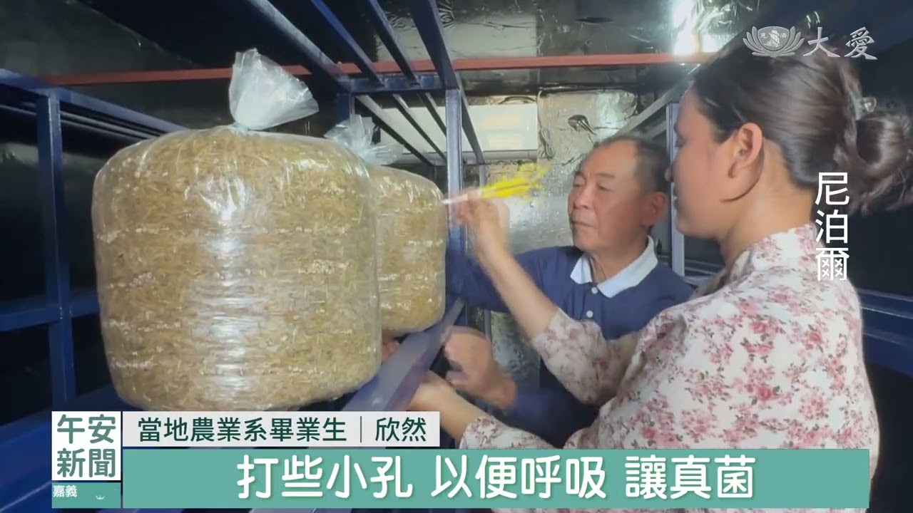 廢棄貨櫃加稻草 藍毘尼種菇拚經濟｜20260417 #大愛新聞 #尼泊爾農業 #種菇技術