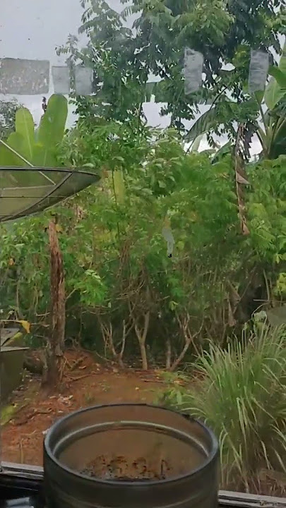 kopi pahit menemani dikala hujan di pagi hari