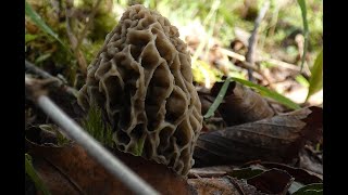 Morel Mushroom Picking 2024 by Sycamore and Cherry Trees