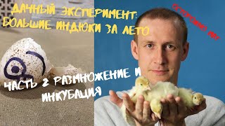 Инкубация индюков. Хайбрид конвертер.  Видео №2