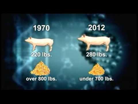The Science of Pigs - YouTube