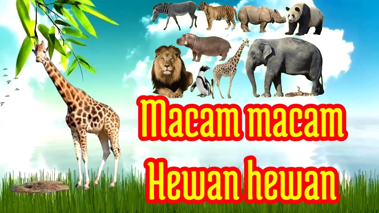 Lagu Video hewan  hewan  mengenal macam  macam  hewan  