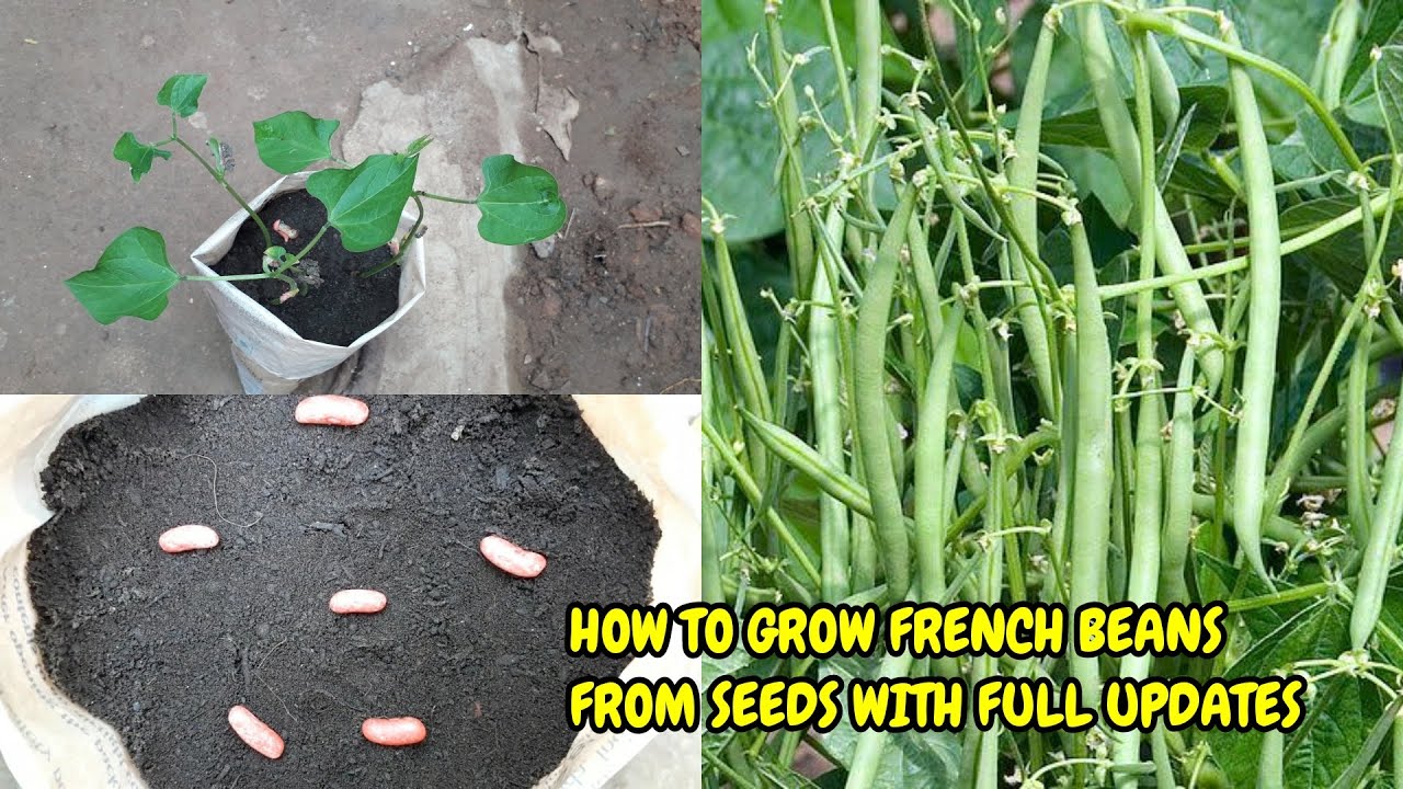 HOW TO GROW FRENCH BEANS FROM SEEDS WITH FULL UPDATES YouTube