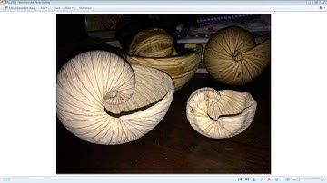 Wooden Shell Scroll Saw Patterns