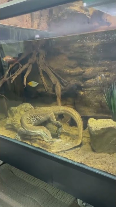 salva/biawak di aquarium #shorts