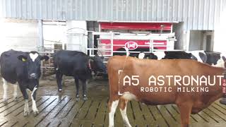 Grazing Robotic Dairy Drone Video