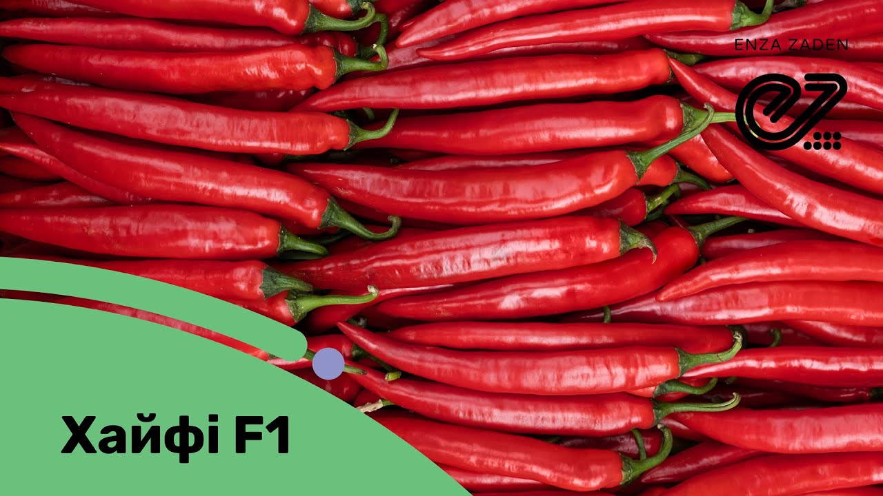 Хайфі F1 – гібрид ультрараннього гострого перцю для теплиць та відкритого ґрунту