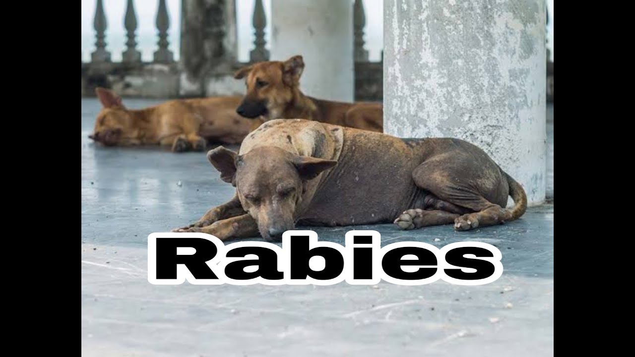 Rabies In animals.रेबीज एक जानलेवा बीमारी।