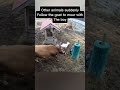 The boy is having a hard time feeling 💔 #animalrescue #shorts #animals