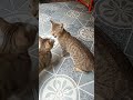 con mèo mướp #nongthon #cat #thucung #giadinh #vietnam #animals #mèo #dongvat