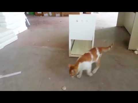 Kedi Yakalama Kapani Kullanimi Test Youtube