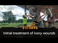 รักษาอาการบาดแผลเบื้องต้นให้พี่&quot;หม่ำ&quot;ที่บริเวณ งา //Initial treatment of ivory wounds