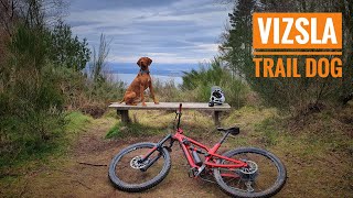 My MTB Trail Dog Loki  Vizsla MTB